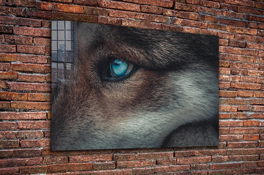 Blue Eyes Wolf Closeup Print Tempered Glass Wall Art 100% Made in Australia Ready to Hang