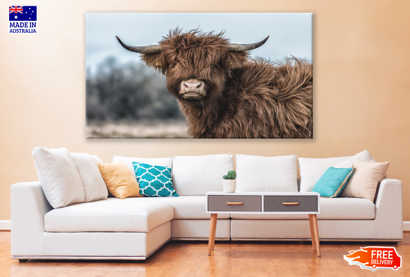 Highland Cow Portrait Photograph Print 100% Australian Made