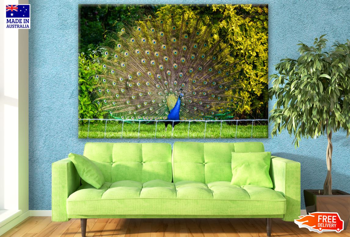 Stunning Peacock Showing Feathers Photograph Print 100% Australian Made