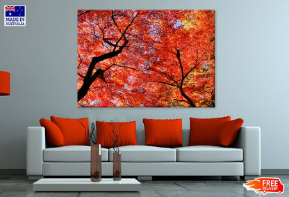 Red Orange Autumn Leaves View Photograph Print 100% Australian Made