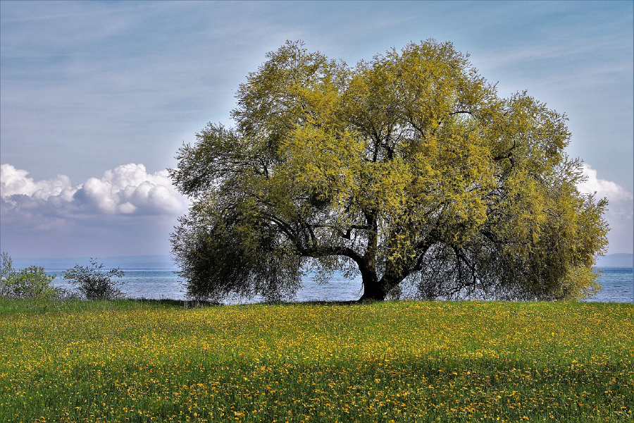 Huge Tree Near Sea Photograph Print 100% Australian Made