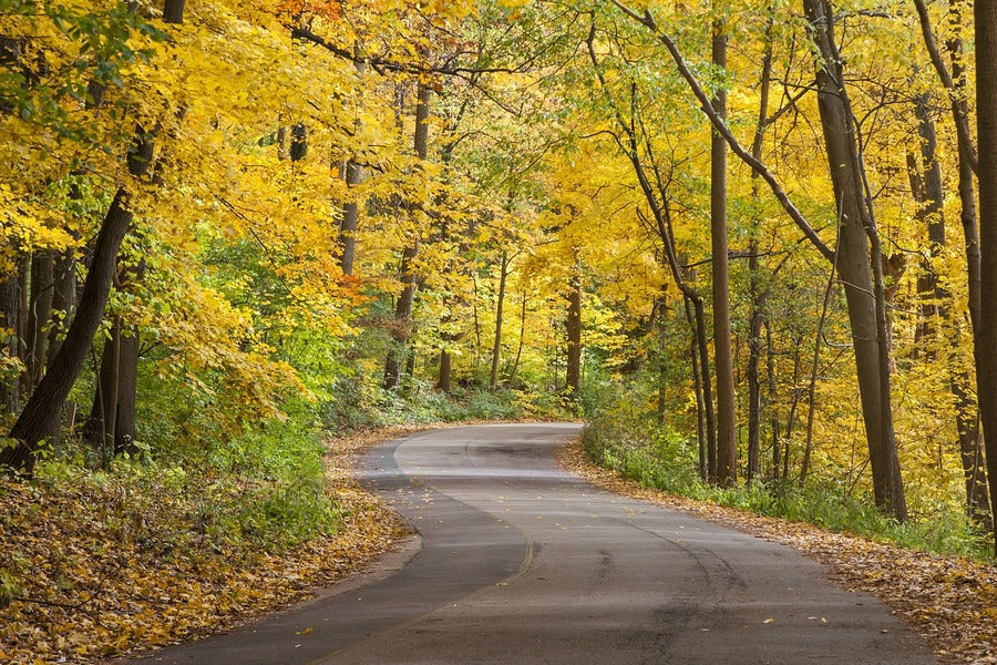 Road Covered Yellow Autumn Trees Photograph Print 100% Australian Made