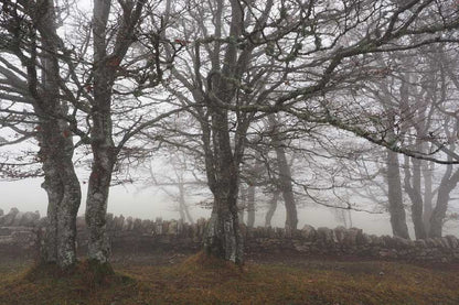 Misty Forest & Rock Wall Photograph Print 100% Australian Made