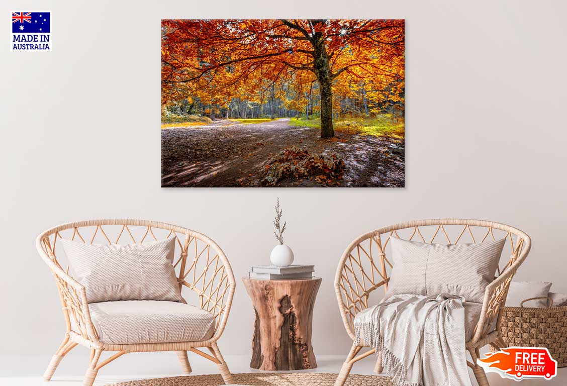 Red Orange Autumn Tree & Forest Path Photograph Print 100% Australian Made