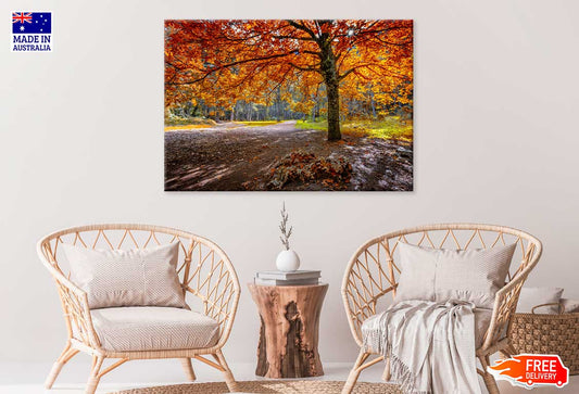 Red Orange Autumn Tree & Forest Path Photograph Print 100% Australian Made