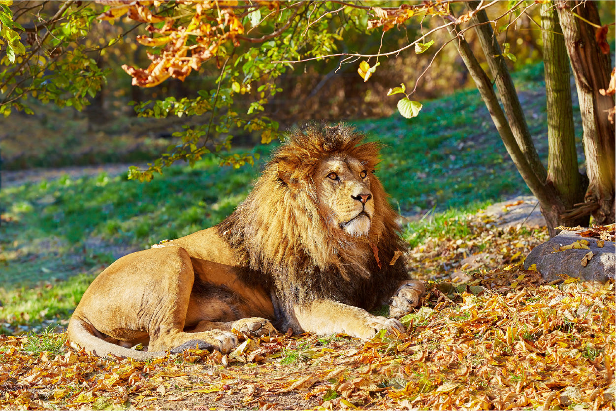 Bella Home Lion Near Forest Tree View Print Canvas Ready to hang