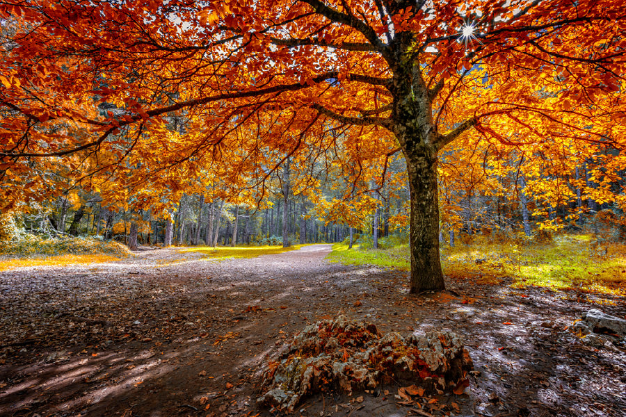 Red Orange Autumn Tree & Forest Path Photograph Print 100% Australian Made