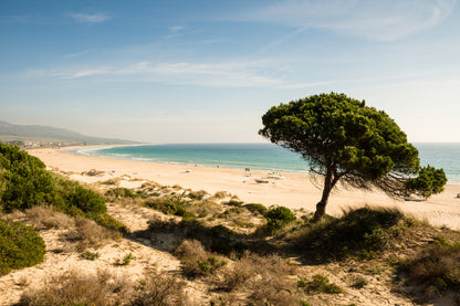 Alone Tree Near Seashoe View Photograph Print 100% Australian Made