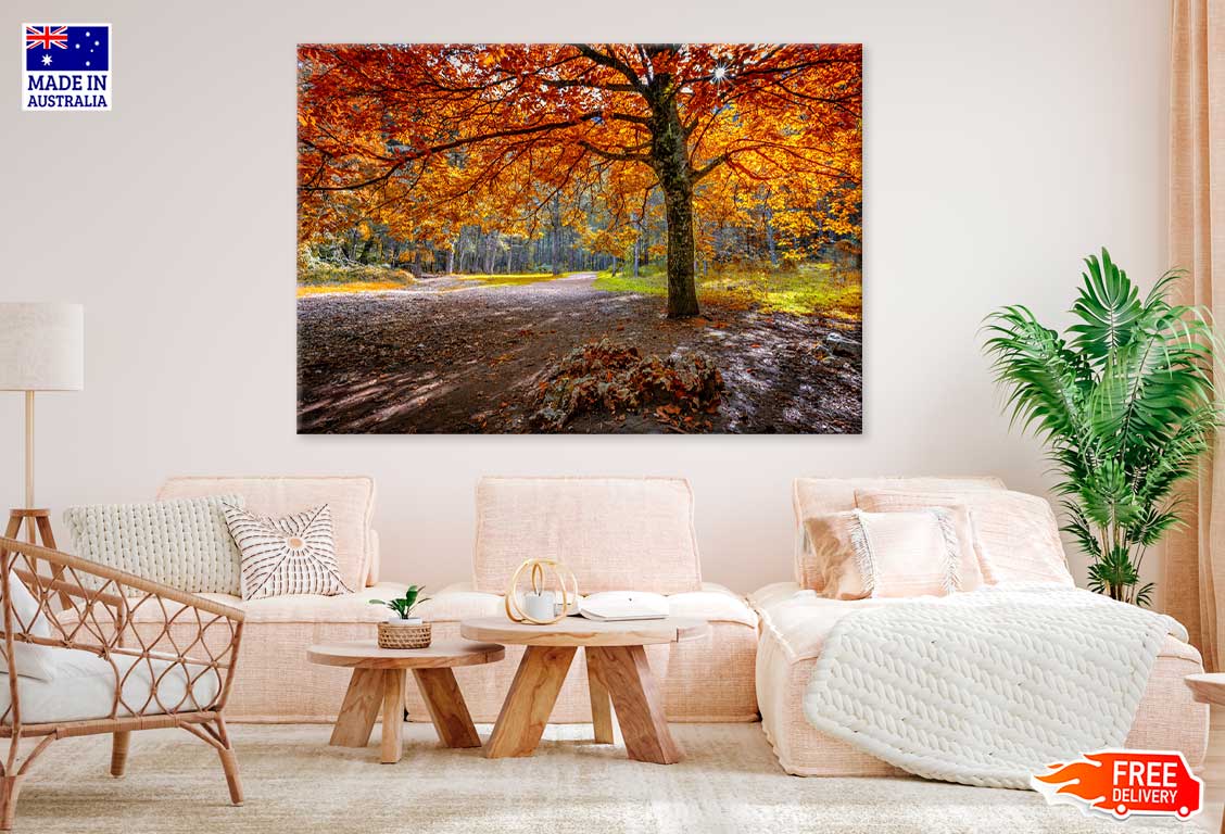 Red Orange Autumn Tree & Forest Path Photograph Print 100% Australian Made