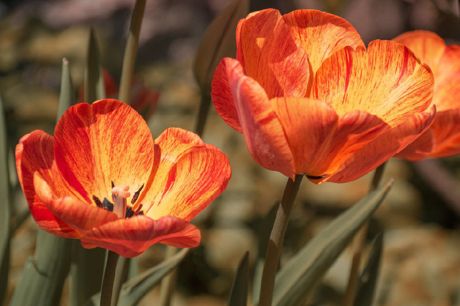 Orange Tulips with Leaves View Home Decor Premium Quality Poster Print Choose Your Sizes