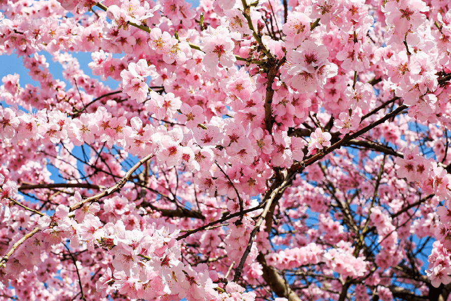 Pink Cherry Blossoms Tree Photograph Print 100% Australian Made