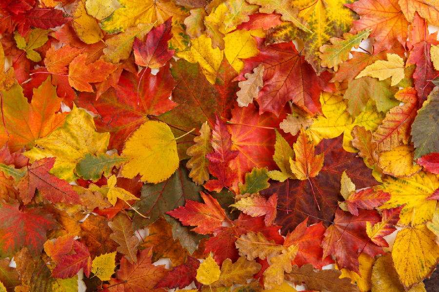 Yellow & Orange Autumn Leaves Photograph Print 100% Australian Made