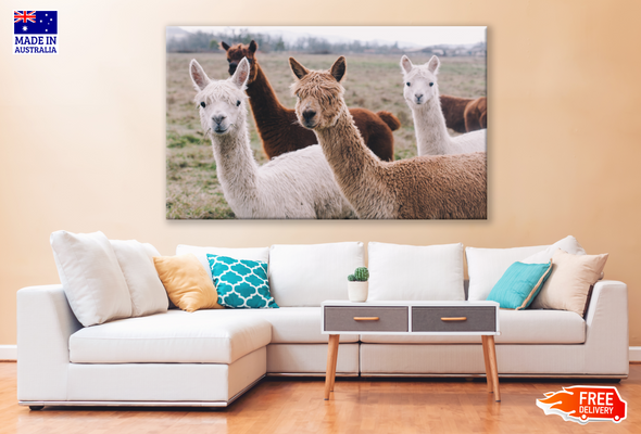 Alpaca Photograph Print 100% Australian Made