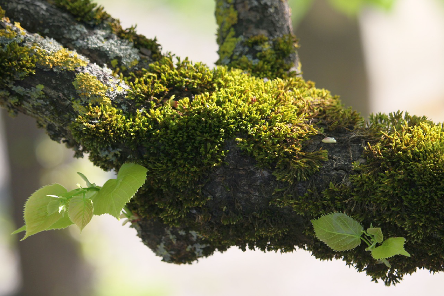 Tree Branch Closeup Photograph Print 100% Australian Made