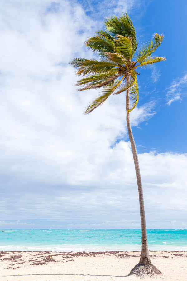 Coconut Palm Tree on Sandy Sea Photograph Print 100% Australian Made