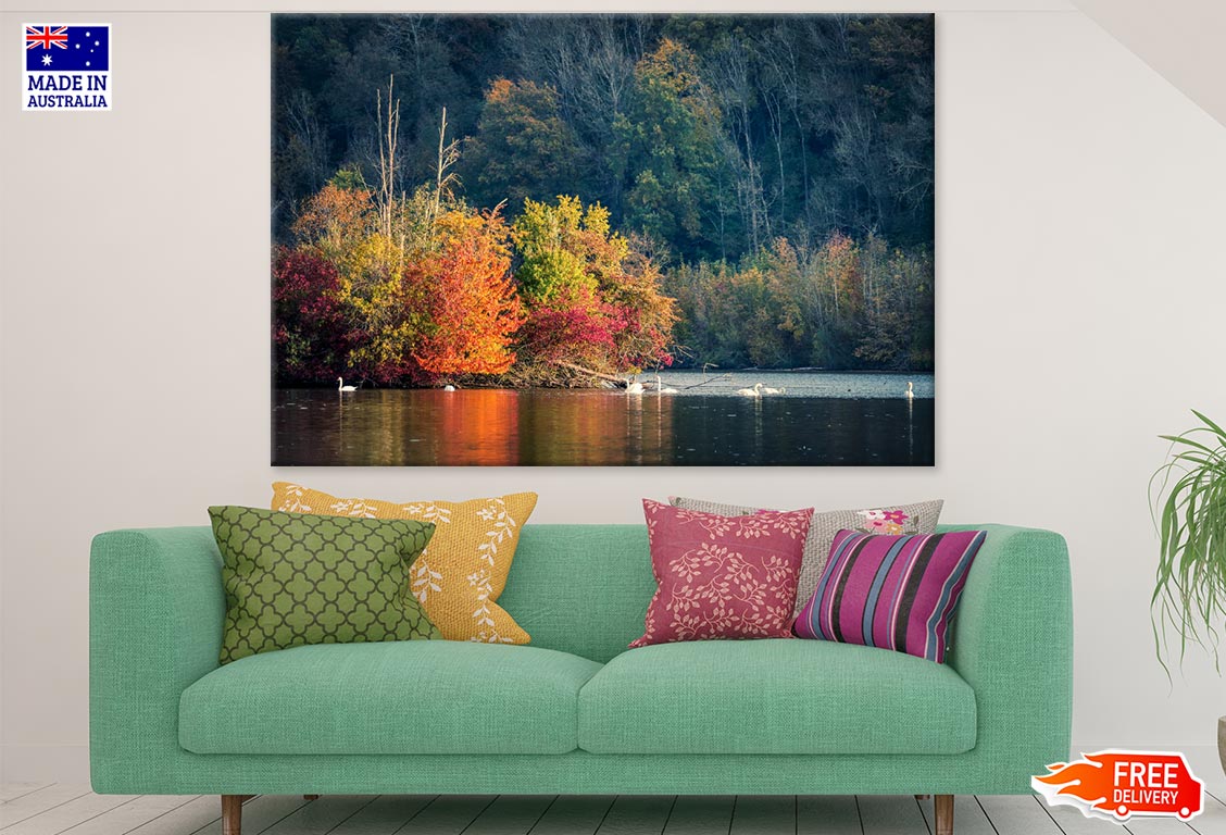 Colorful Bushes & Swans on Lake Photograph Print 100% Australian Made