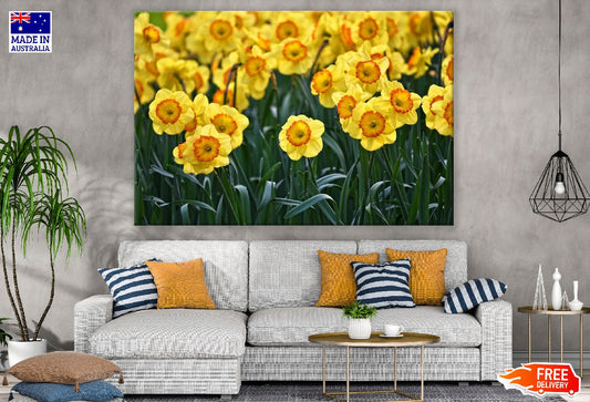 Yellow Daffodils Flowers Field Photograph Print 100% Australian Made