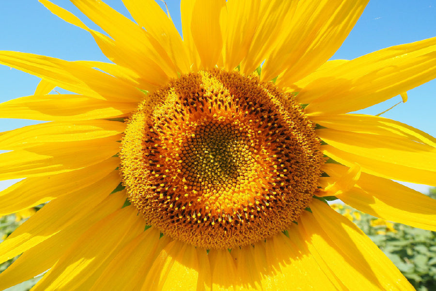 Sunflower & Blue Sky Closeup View Home Decor Premium Quality Poster Print Choose Your Sizes