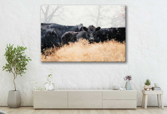 Bella Home Black Calves with Cows in Winter Print Canvas Ready to hang