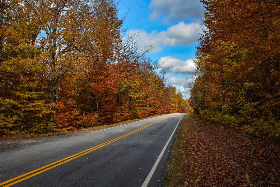 Road Covered Autumn Forest Trees Photograph Print 100% Australian Made