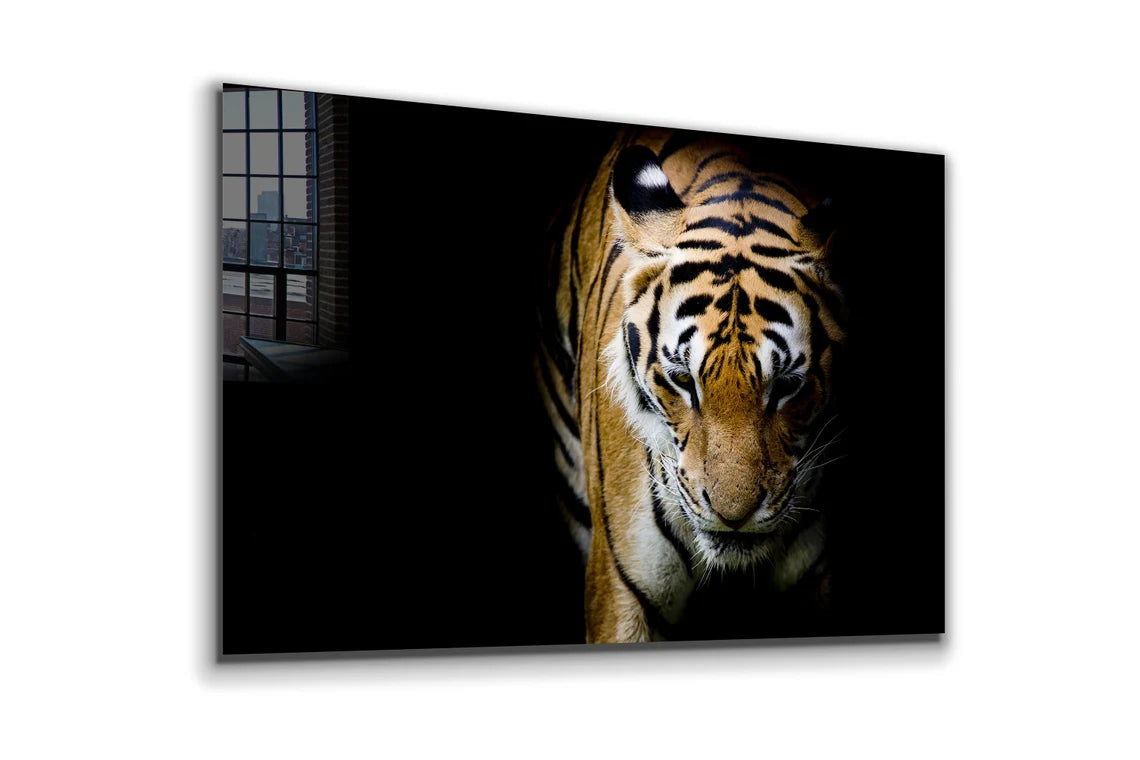 Tiger on Dark View Print Tempered Glass Wall Art 100% Made in Australia Ready to Hang