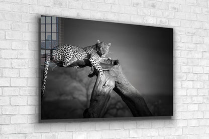 African Leopard B&W Print Tempered Glass Wall Art 100% Made in Australia Ready to Hang