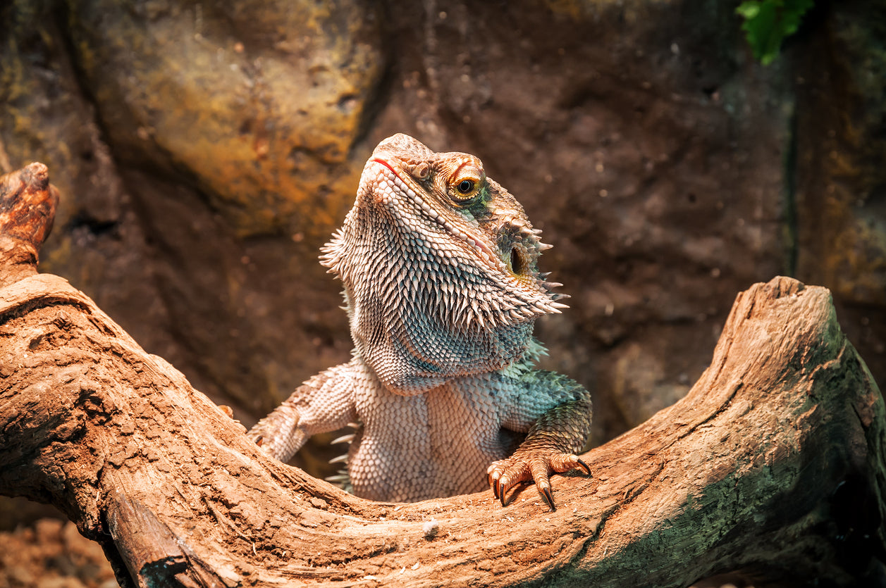 Reptiles Closeup View Photograph Print 100% Australian Made