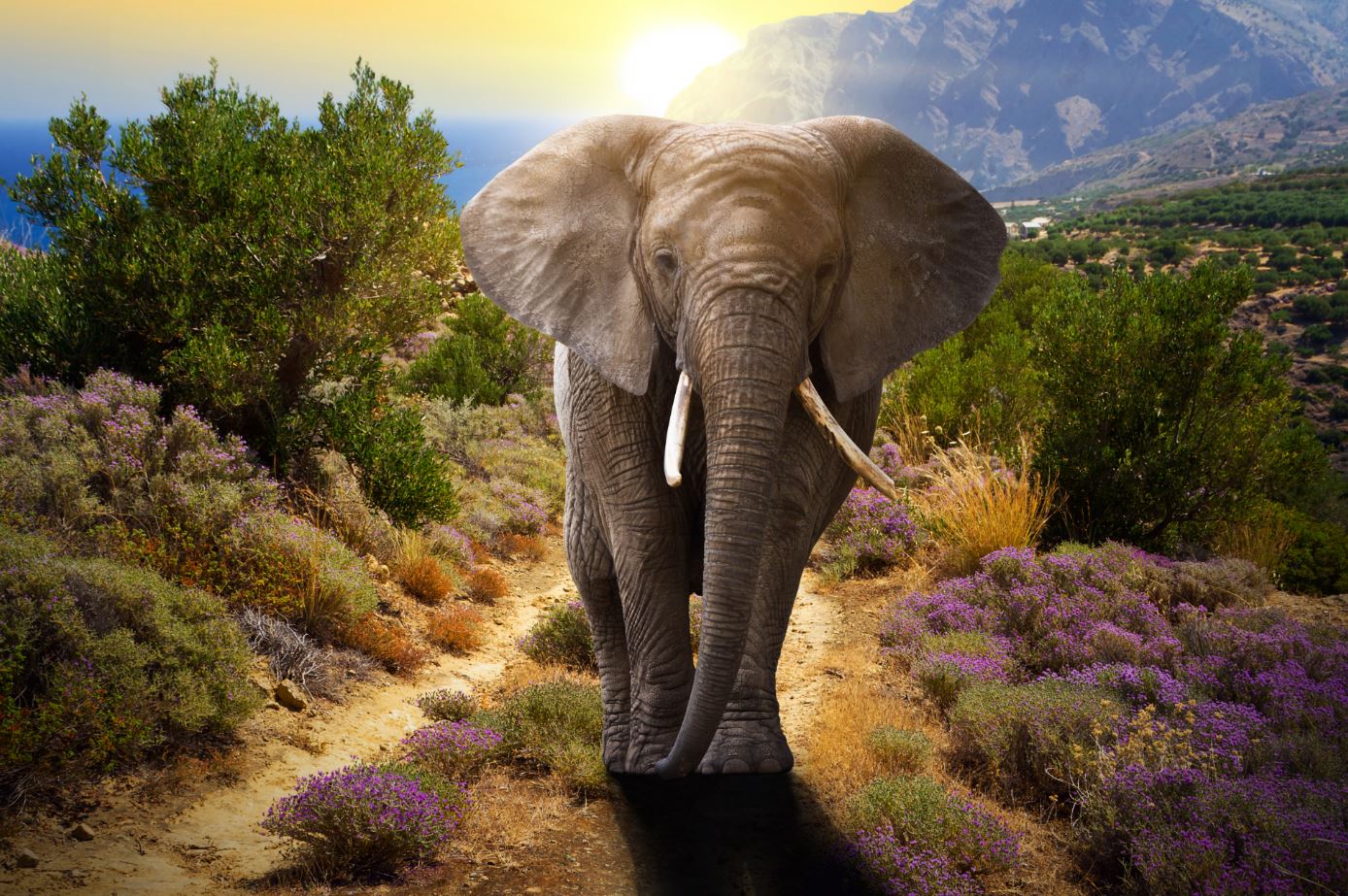 Elephant Walking in Forest Sunset Home Decor Premium Quality Poster Print Choose Your Sizes