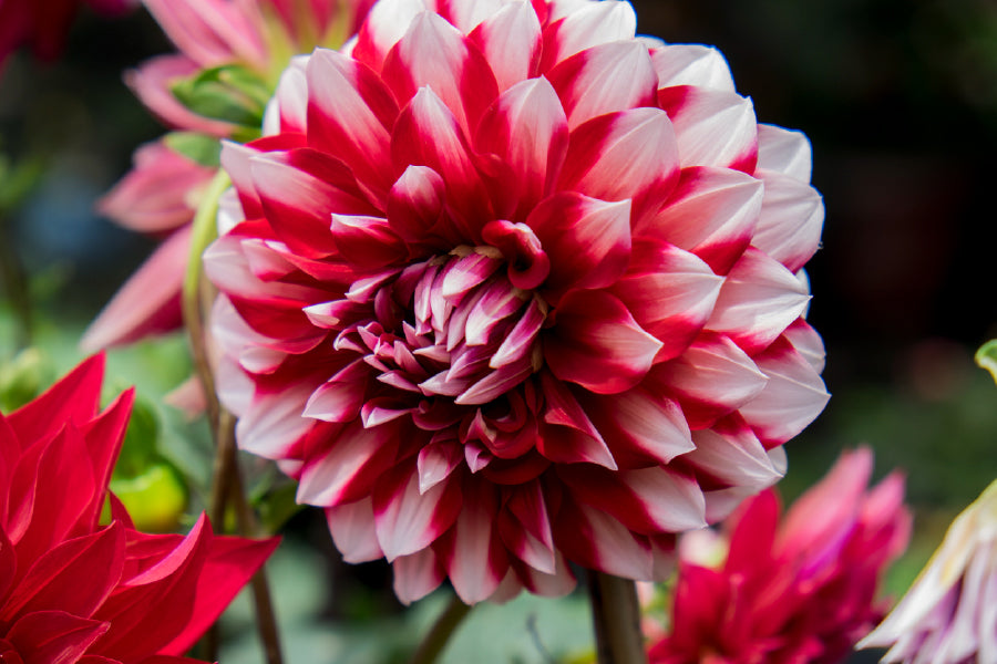 Bella Home White & Red Dahlia Flower Photograph Print Canvas Ready to hang