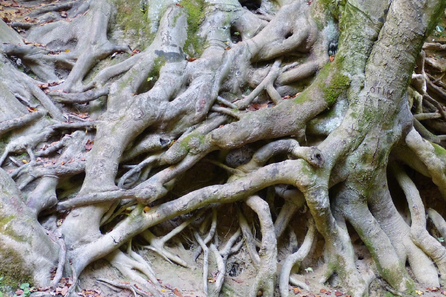 Roots Closeup Photograph Print 100% Australian Made