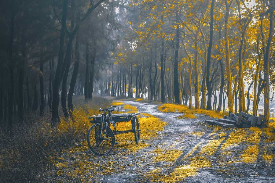 Bicycle Near Yellow Leaves Forest Photograph Print 100% Australian Made