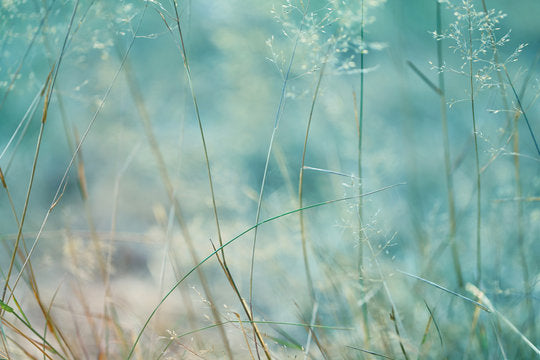 Tiny Flower Plants Photograph Home Decor Premium Quality Poster Print Choose Your Sizes