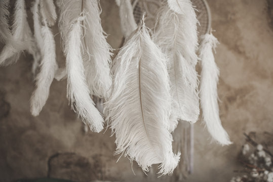 White Bird Feathers Photograph Home Decor Premium Quality Poster Print Choose Your Sizes