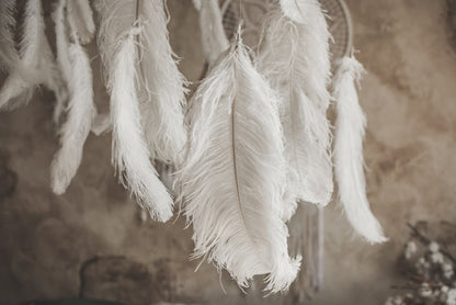 White Bird Feathers Photograph Home Decor Premium Quality Poster Print Choose Your Sizes