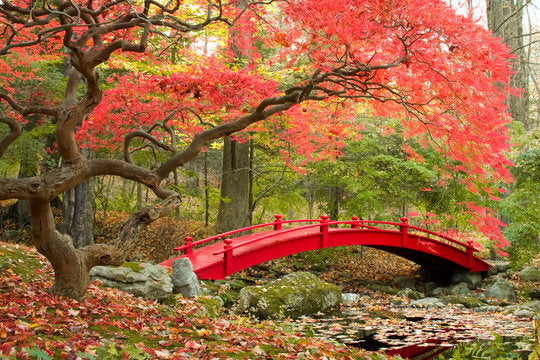 Red Bridge Over Pond in Forest Home Decor Premium Quality Poster Print Choose Your Sizes