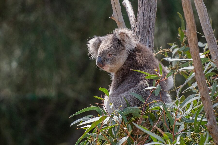 Koala Bear on Tree Closeup Photograph Print 100% Australian Made