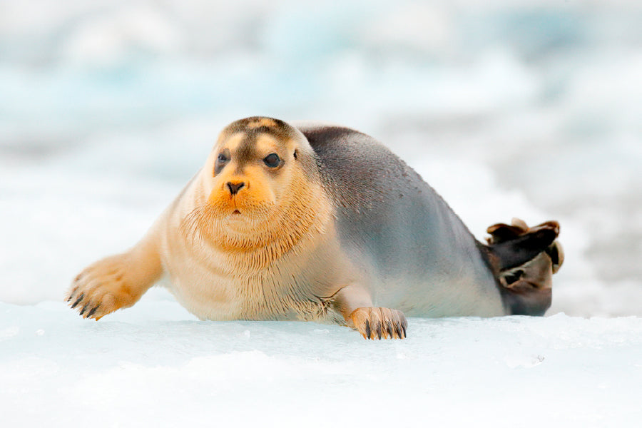 Bella Home Bearded Seal on Blue & White Ice Print Canvas Ready to hang