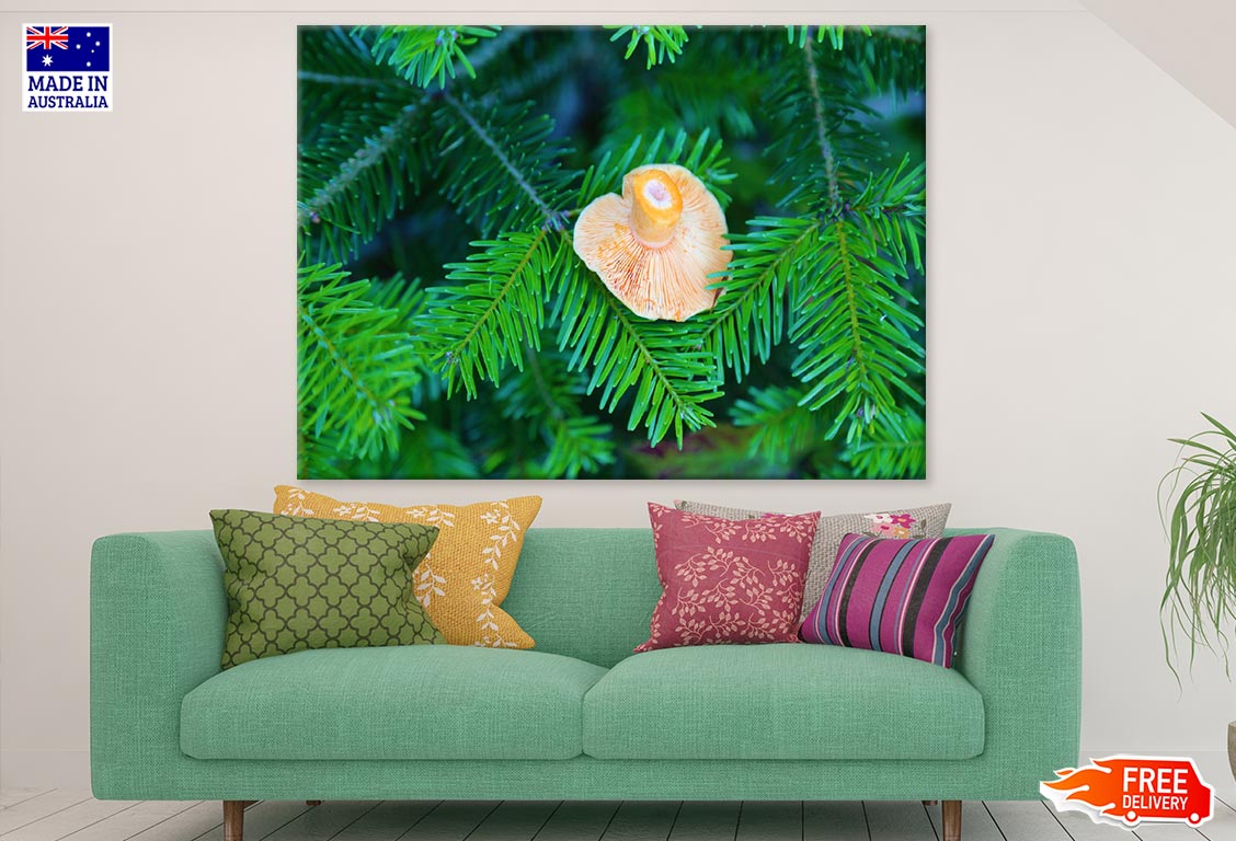 Pine Tree & Mushroom Photograph Print 100% Australian Made