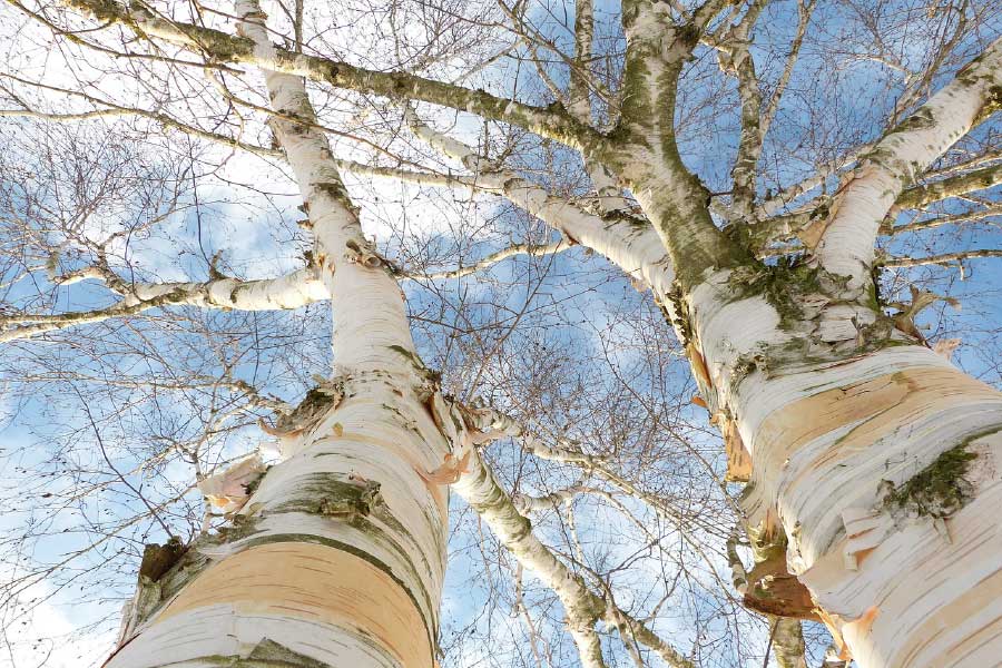 Huge Trees Closeup Photograph Print 100% Australian Made