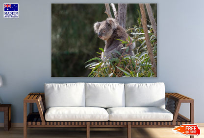 Koala Bear on Tree Closeup Photograph Print 100% Australian Made