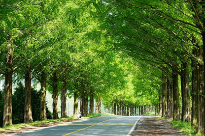 Road Covered with Green Trees Photograph Print 100% Australian Made