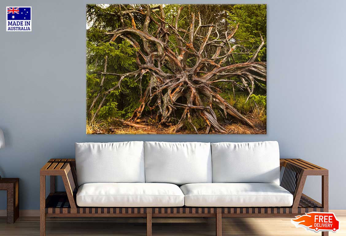 Dead Tree in Forest Photograph Print 100% Australian Made