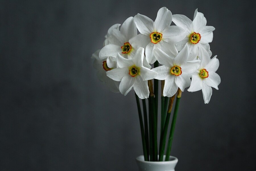 White Daffodils Flowers in Flower Vase Photograph Print 100% Australian Made