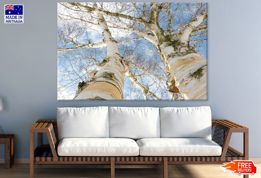 Huge Trees Closeup Photograph Print 100% Australian Made