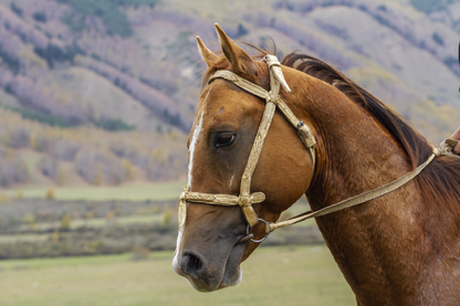 Horse Face & Mountain View Photograph Print 100% Australian Made