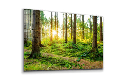 Forest Landscape View Print Tempered Glass Wall Art 100% Made in Australia Ready to Hang