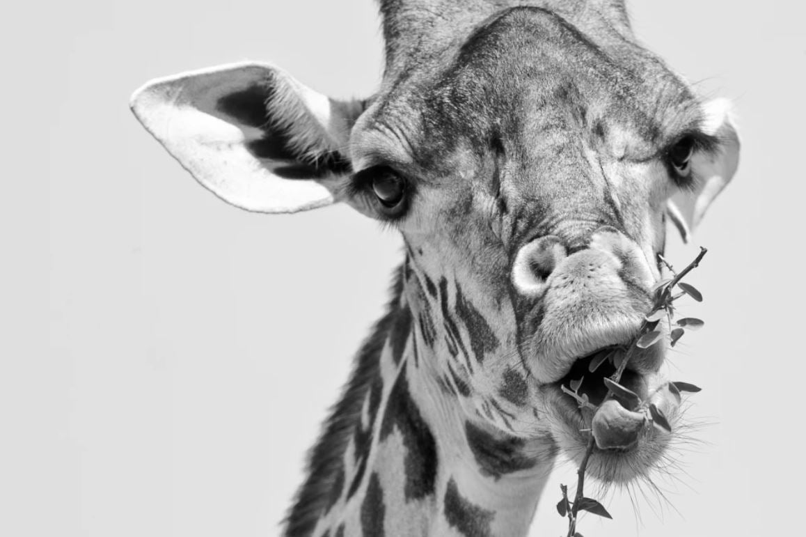 Giraffe Portrait Closeup B&W Photograph Home Decor Premium Quality Poster Print Choose Your Sizes