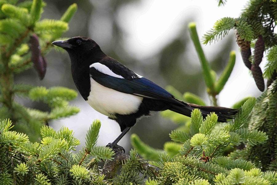 B&W British Bird on Tree Closeup Photograph Print 100% Australian Made