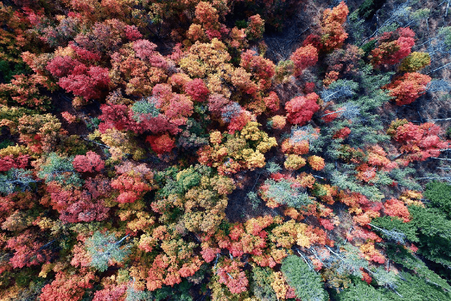 Colorful Tree Forest Aerial View Photograph Print 100% Australian Made