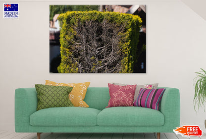 Green Ornamental Bush in Garden Photograph Print 100% Australian Made